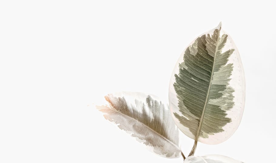 Two Green Leaves, art, background, beautiful, bright, stem, summer HD wallpaper