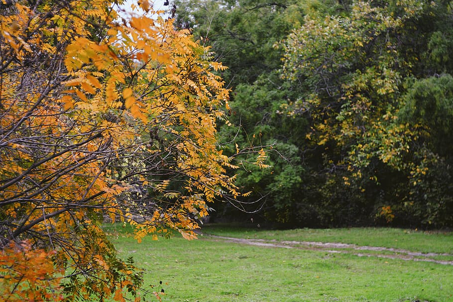 leaves, tree, wallpaper, background, landscape, autumn, vsco HD wallpaper
