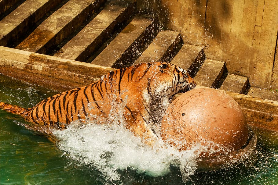 tiger, zoo, predator, animals, feline, bathes, ball, water HD wallpaper