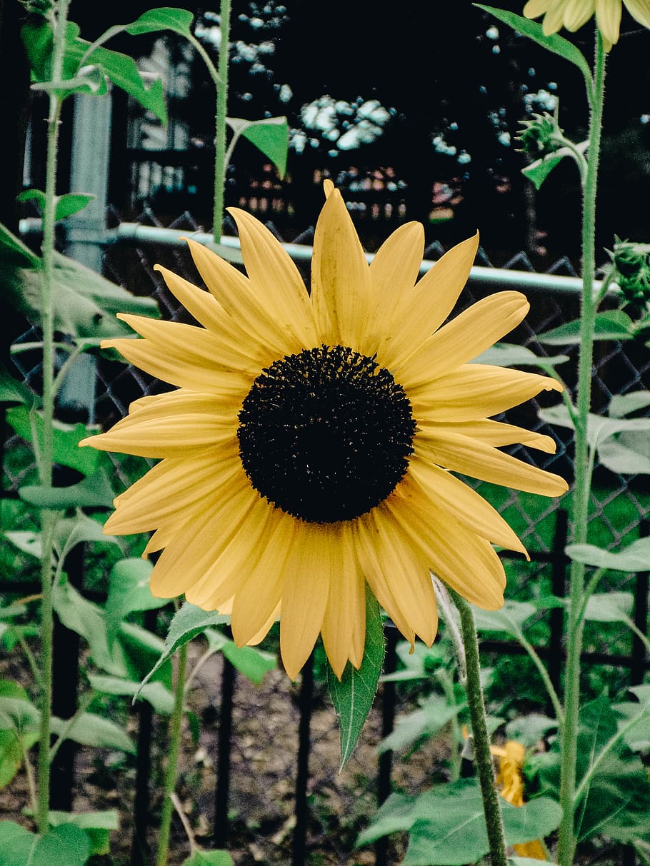 yellow, flower, flowering plant, freshness, flower head, fragility HD wallpaper