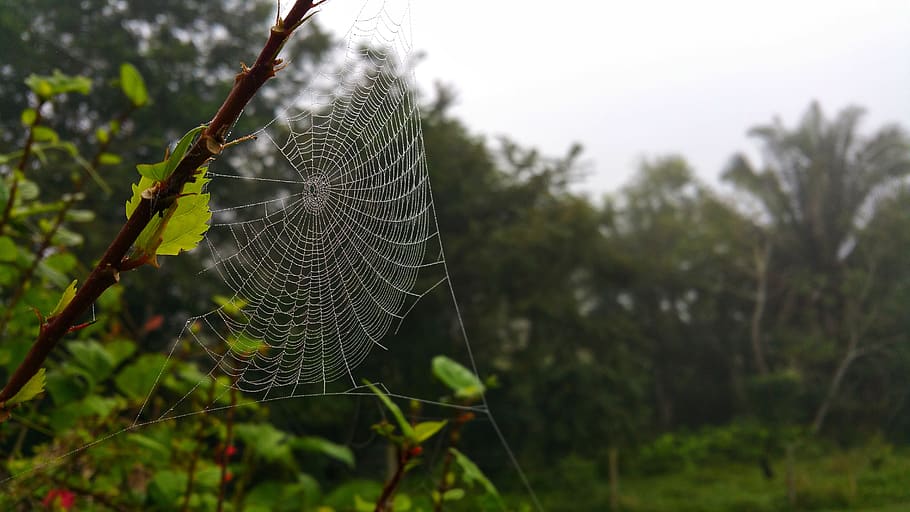 web, cobweb, design, nature, outdoors, flora, leaf, tree, trap HD wallpaper