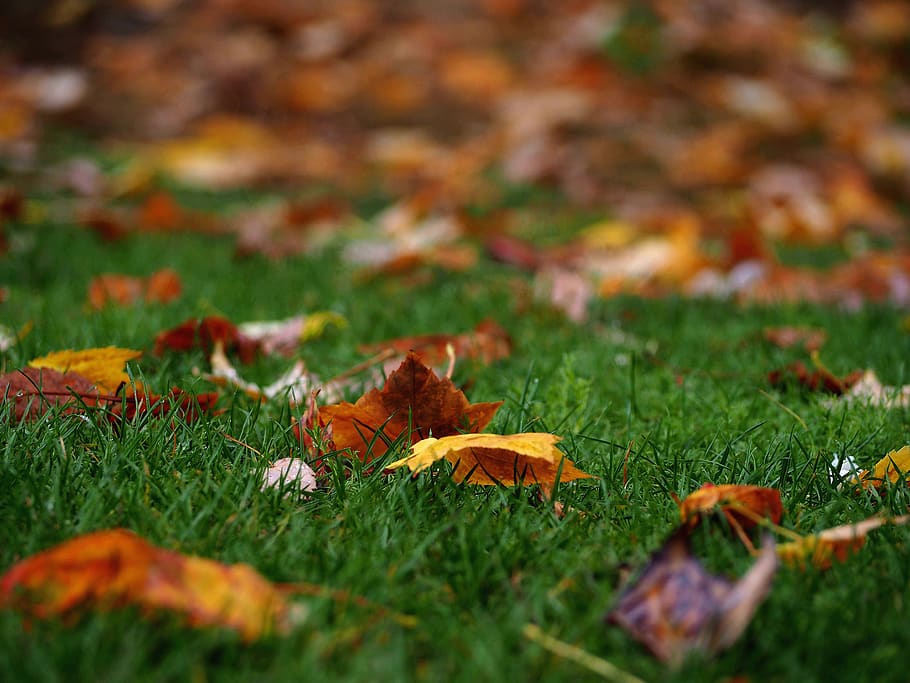 autumn, leaf, color, warm, green, nature, earth, grass, fall HD wallpaper