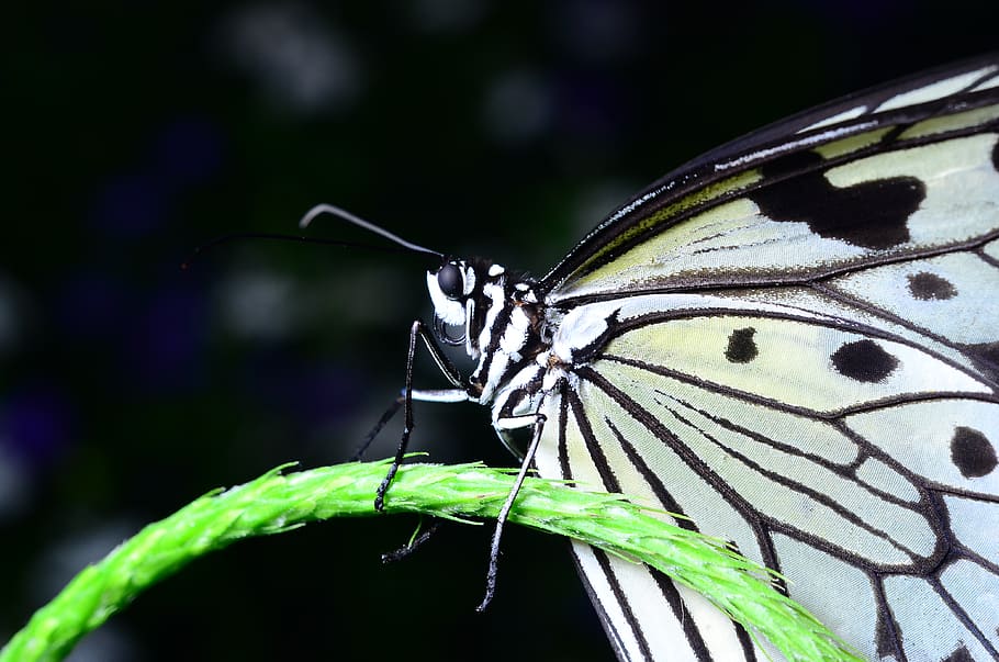 butterfly, macro, wings, bug, insect, proboscis, black, white HD wallpaper