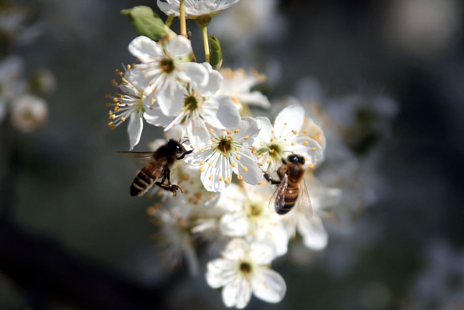 bees, foraging, nature, flower, insect, pollen, spring, honey HD wallpaper