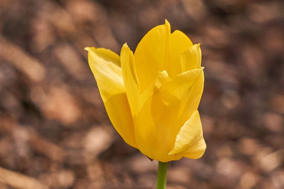 tulip, blossom, bloom, yellow, field, spring, garden, nature HD wallpaper
