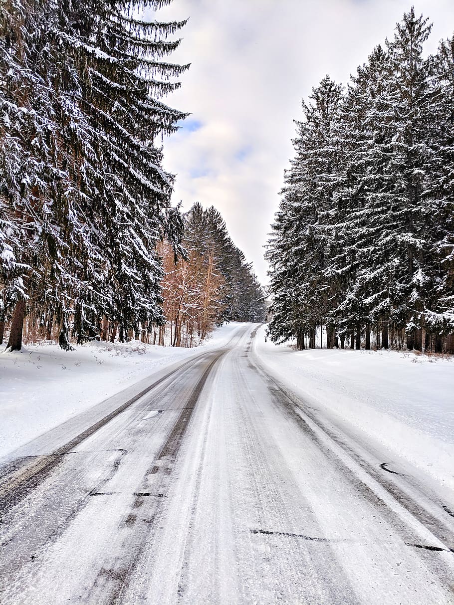 empty road between trees during winter at daytime, plant, fir HD wallpaper