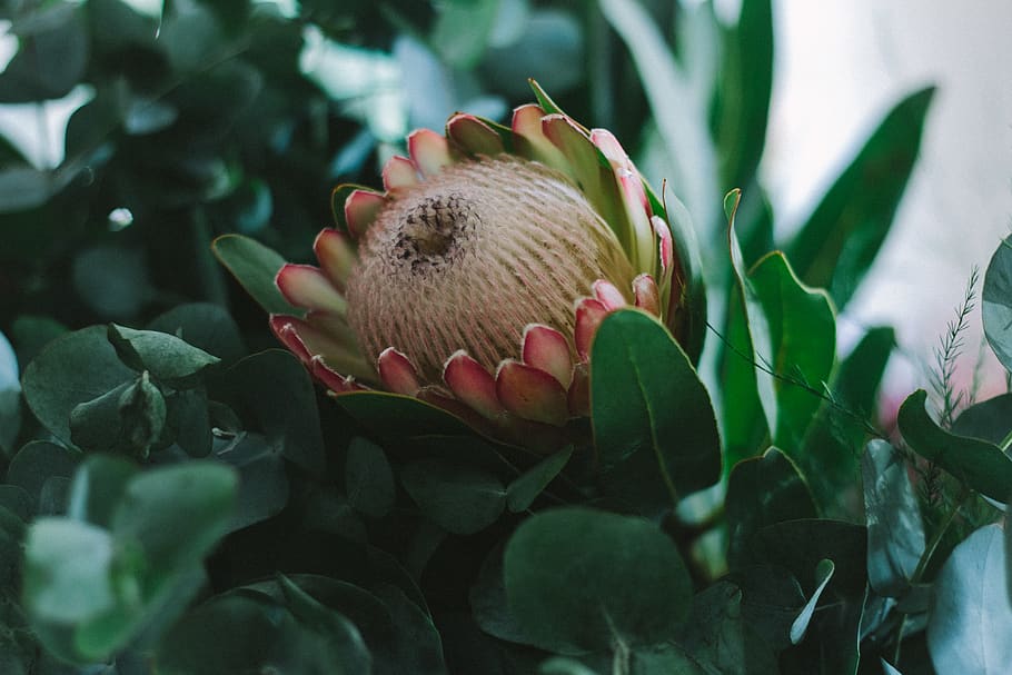 protea, flower, flowers, growth, plant, leaf, plant part, close-up HD wallpaper