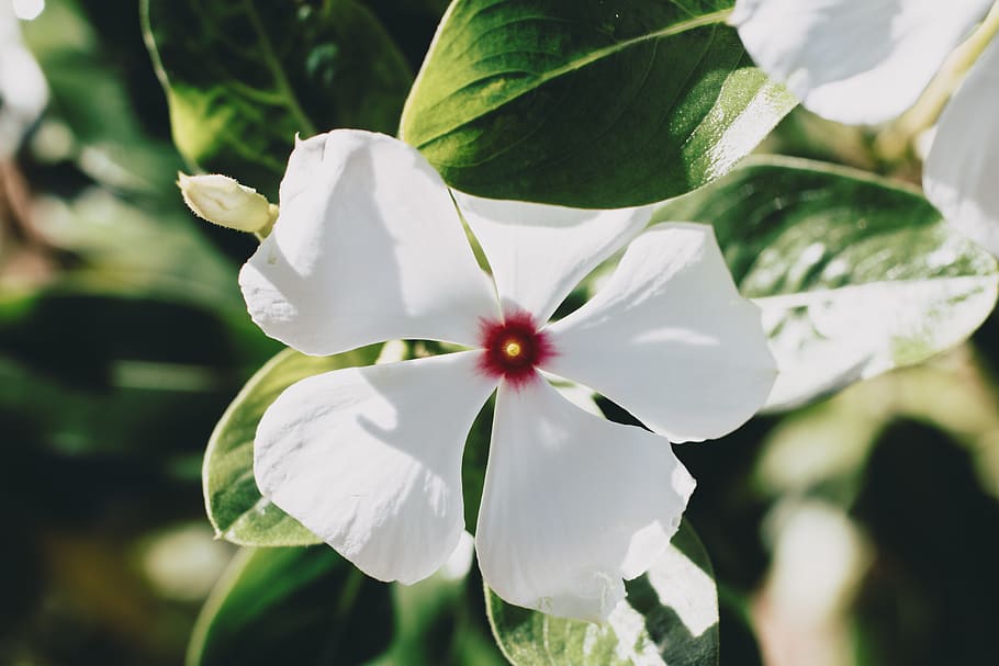 philippines, white flower, macro, flowering plant, petal, freshness HD wallpaper