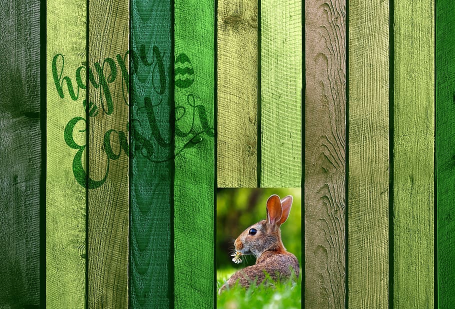 easter, boards, wall, fence, hare, easter bunny, font, decoration HD wallpaper