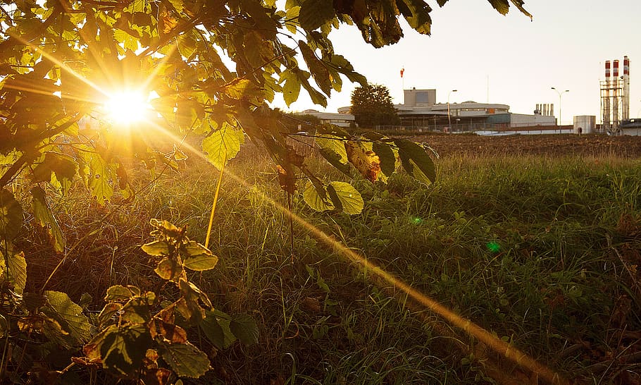 sun, backlighting, nature, leaves, bright, branch, plant, sky HD wallpaper