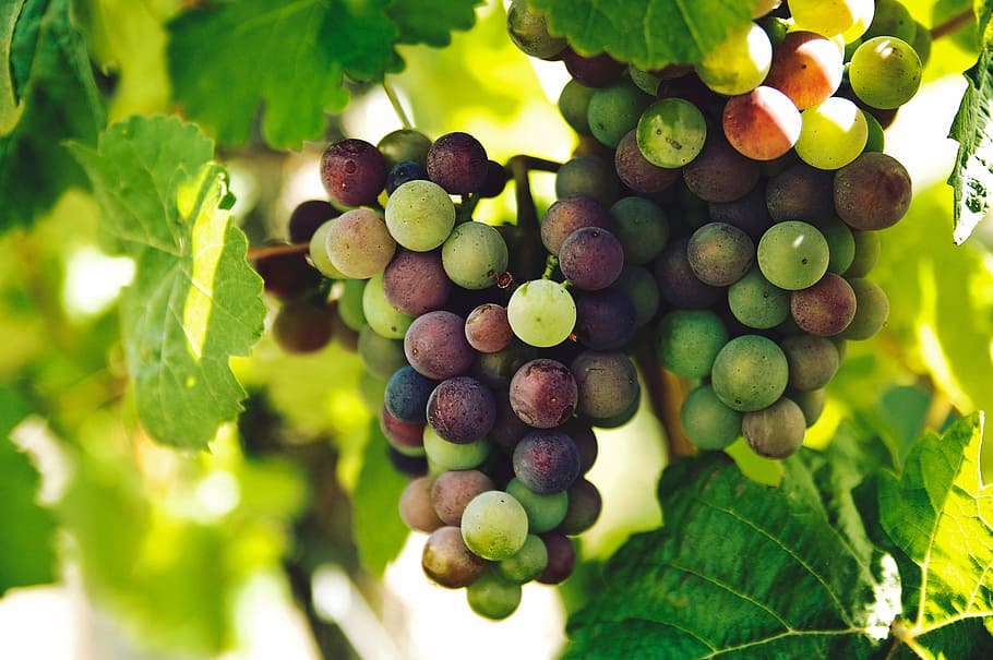 Grapes, fruit, green, leaves, outddor, red, tree, wine, wine grapes, HD wallpaper