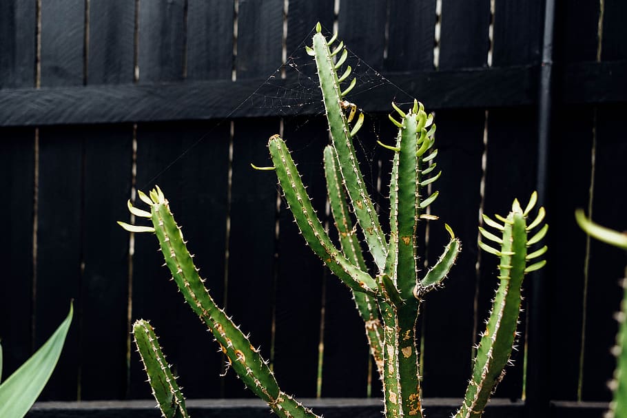 australia, plant, green color, growth, no people, close-up HD wallpaper