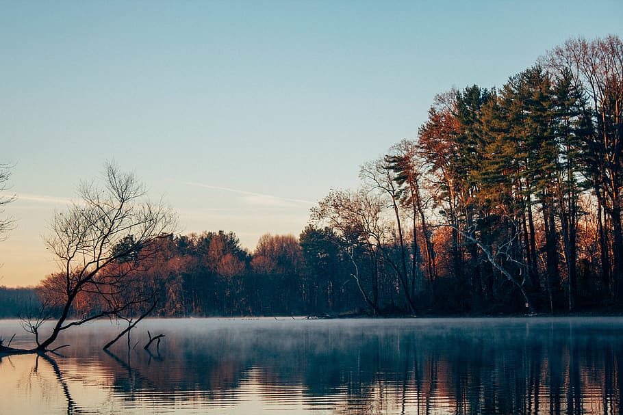 tree, morning, sunrise, fall, loch, water, lake, forest, mist HD wallpaper