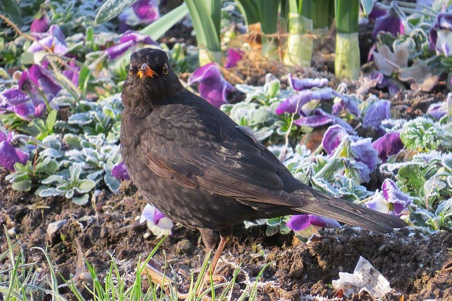 blackbird, frosty, spring, ripe, cold, flowers, morning, icy HD wallpaper