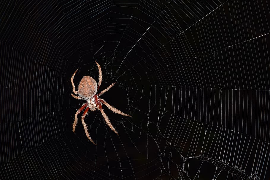 brown spider on cobweb, arachnid, one animal, arthropod, animal themes HD wallpaper