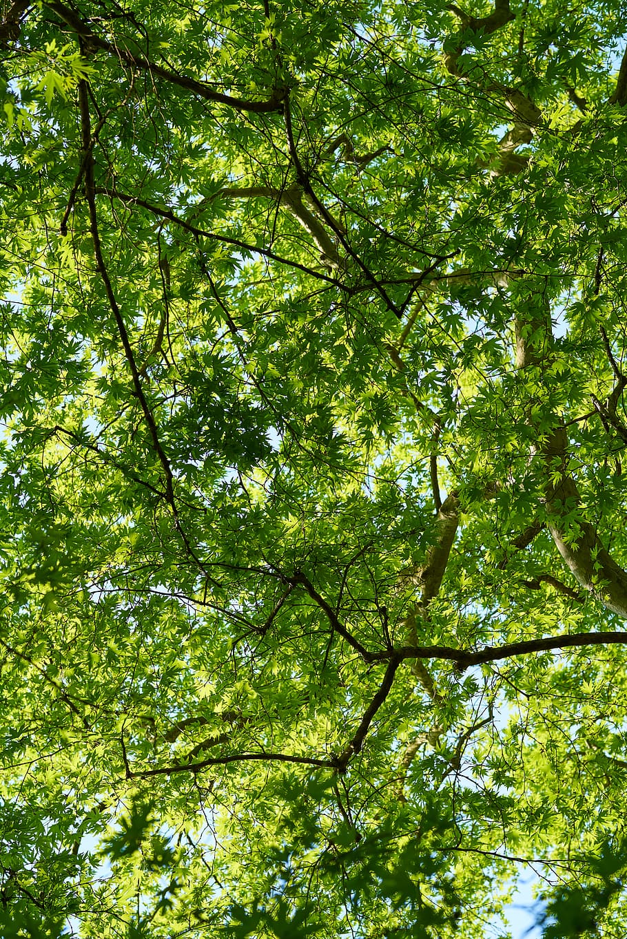 Tall Green Trees, bright, close-up, colors, daylight, environment HD wallpaper
