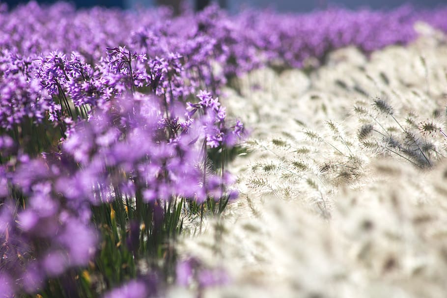 purple flowers, flowering plant, beauty in nature, selective focus HD wallpaper