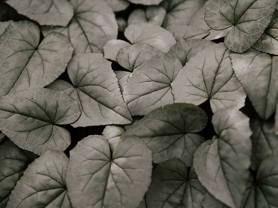green leaf, close-up, plant part, leaf vein, freshness, no people HD wallpaper