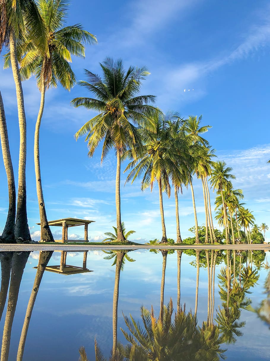 coconut trees, palm tree, tropical climate, sky, water, plant HD wallpaper
