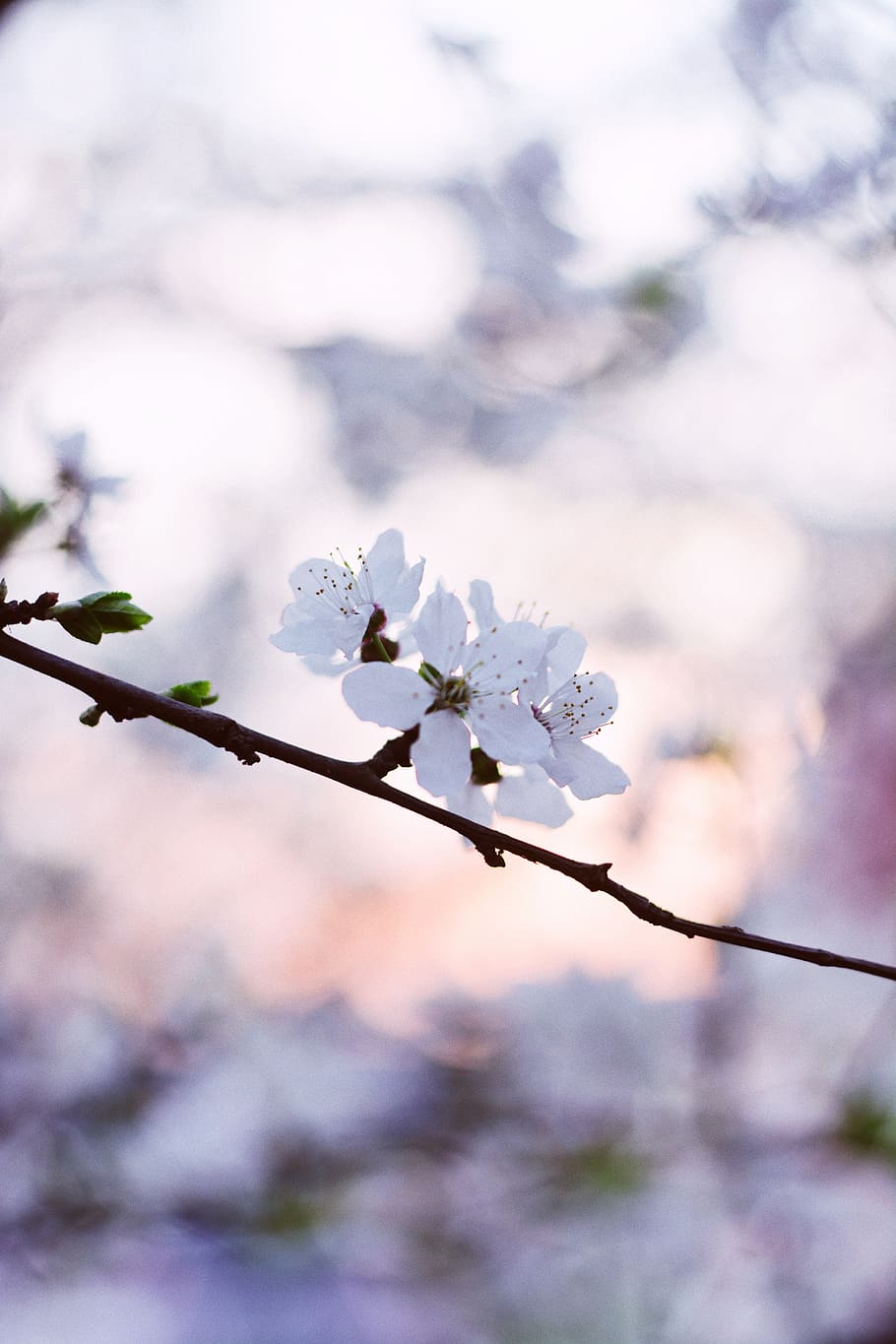 white flowers, flowering plant, fragility, growth, freshness HD wallpaper