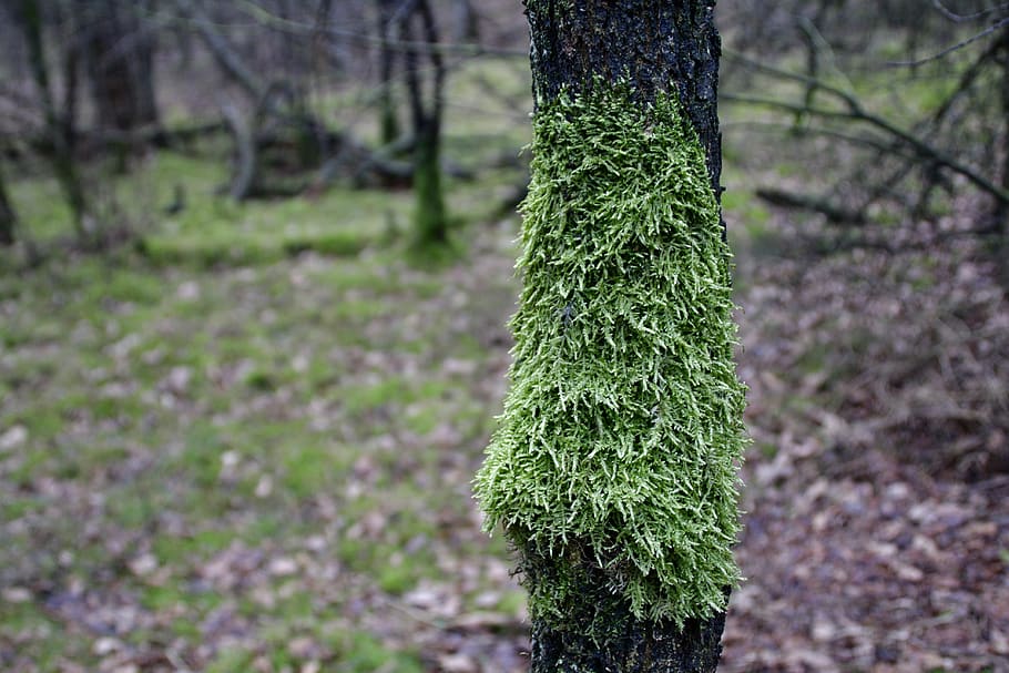 tree, moss, forest, green, nature, plant, growth, green color HD wallpaper