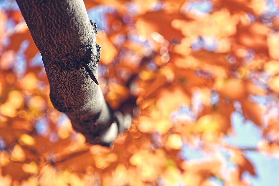 maple tree, human body part, autumn, one person, close-up, focus on foreground HD wallpaper