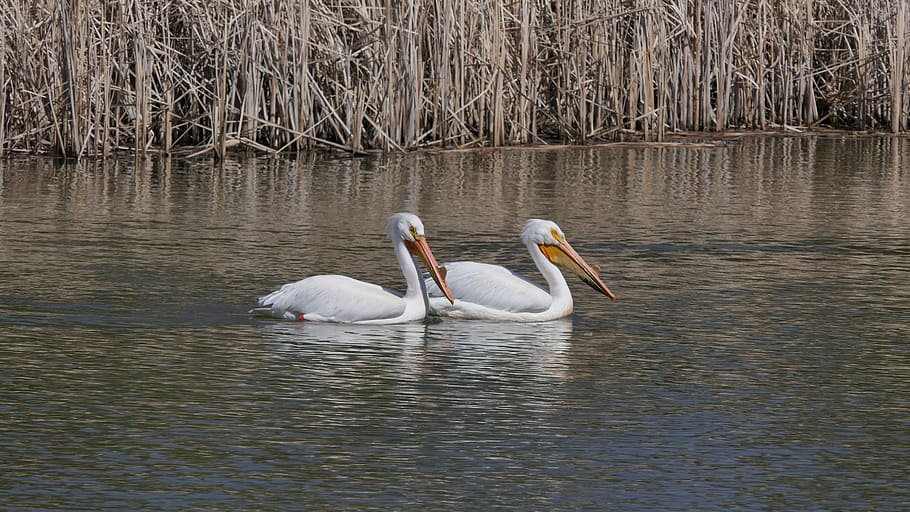 pelicans, water birds, fowl, winnipeg, manitoba, canada, lake
