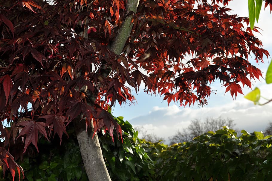 tree, sky, clouds, country, plant, plant part, leaf, autumn HD wallpaper