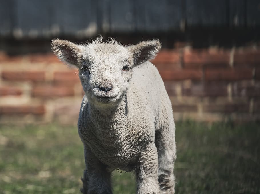 gray sheep near brick wall, mammal, animal themes, portrait, looking at camera HD wallpaper