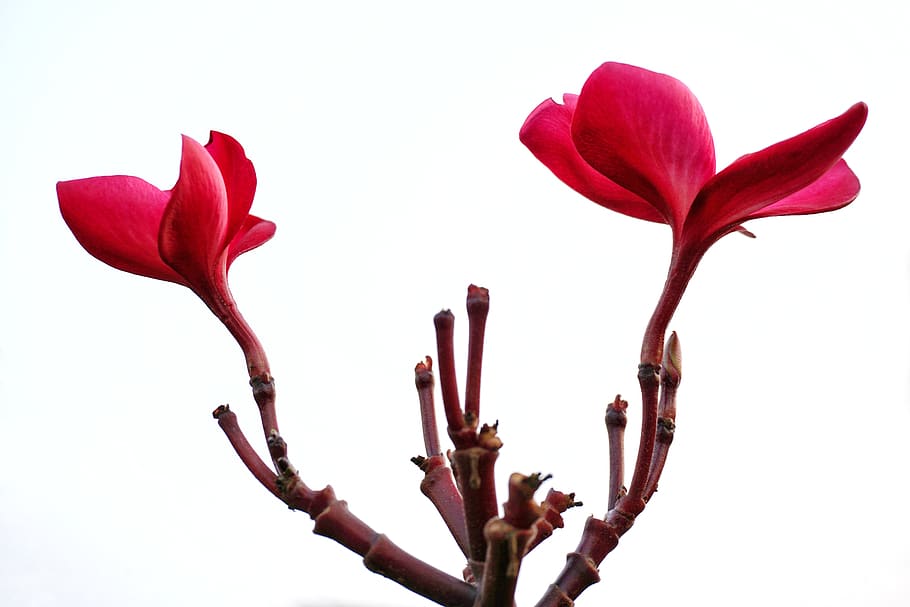 plumeria, flower, rubra, frangipani, red, petal, delicate, nature, HD wallpaper