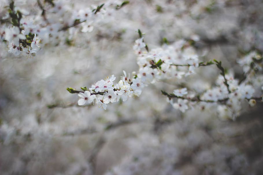 white, flower, bloom, bokeh, blur, tree, plant, blossom, nature HD wallpaper