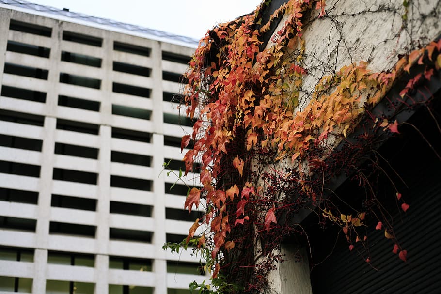 plant, leaf, belgium, tree, ivy, industrial building, fall HD wallpaper