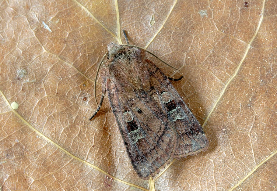 small-square-spot, moth, wings, pattern, insect, nature, summer HD wallpaper