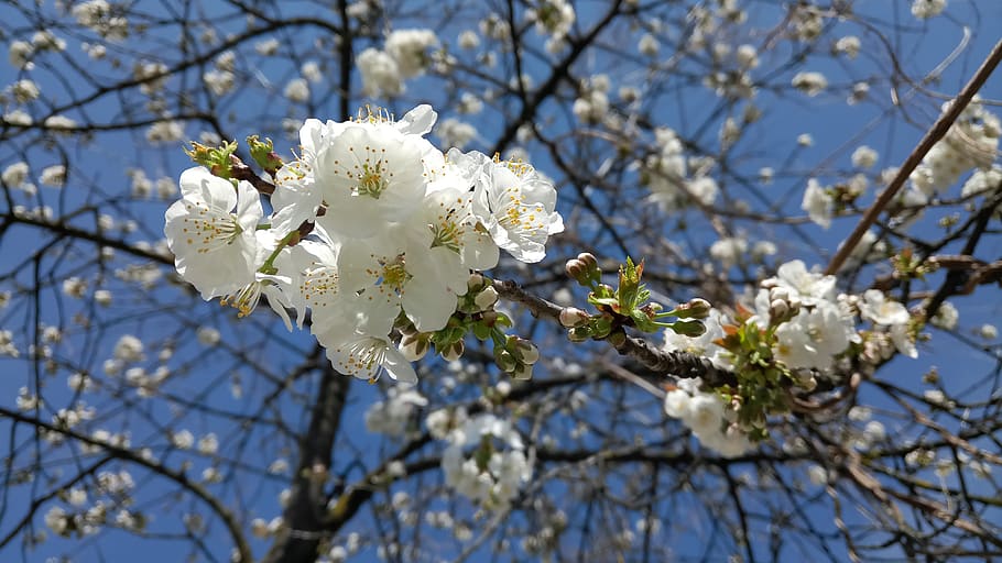 spring, flowers, tree, plant, fragility, flowering plant, vulnerability HD wallpaper