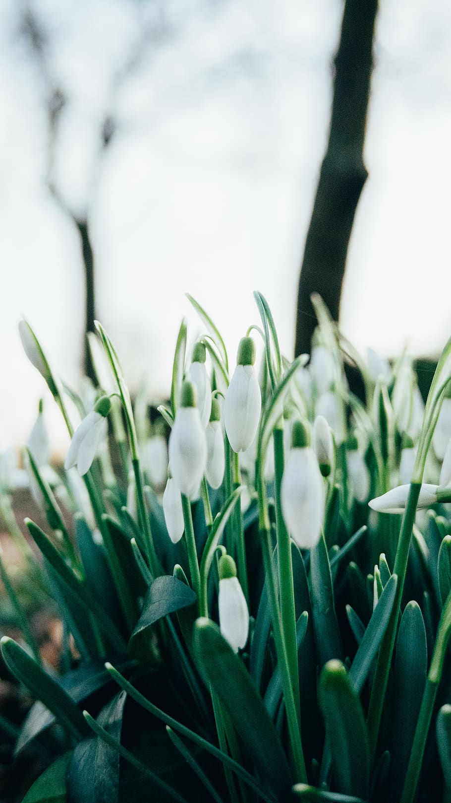 white snow-drop flower, plant, flowering plant, growth, freshness, HD wallpaper