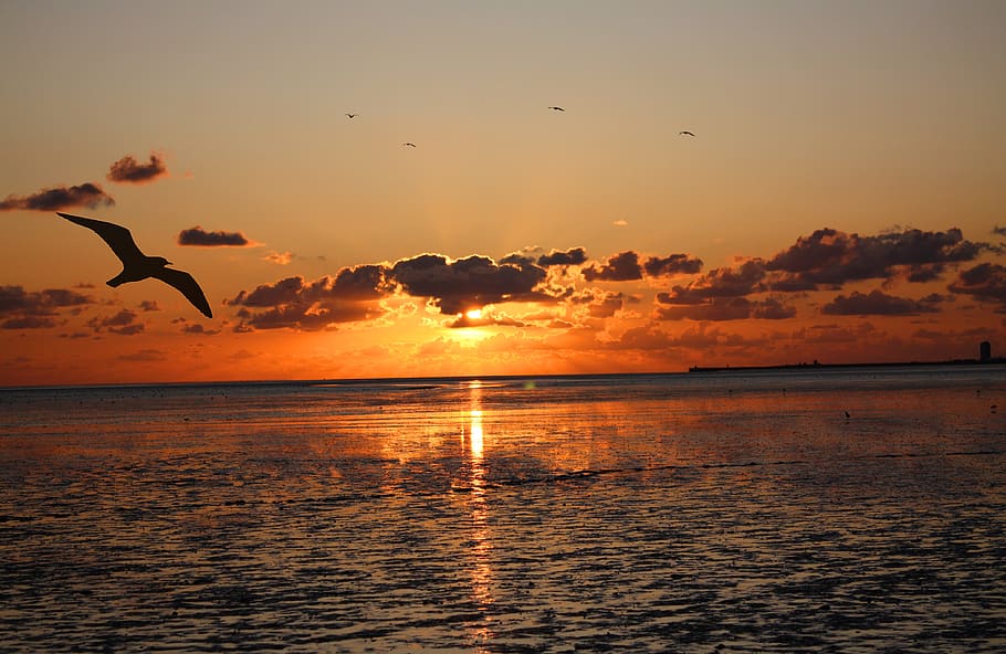 sunset, wadden sea, watts, ebb, abendstimmung, north sea, clouds HD wallpaper
