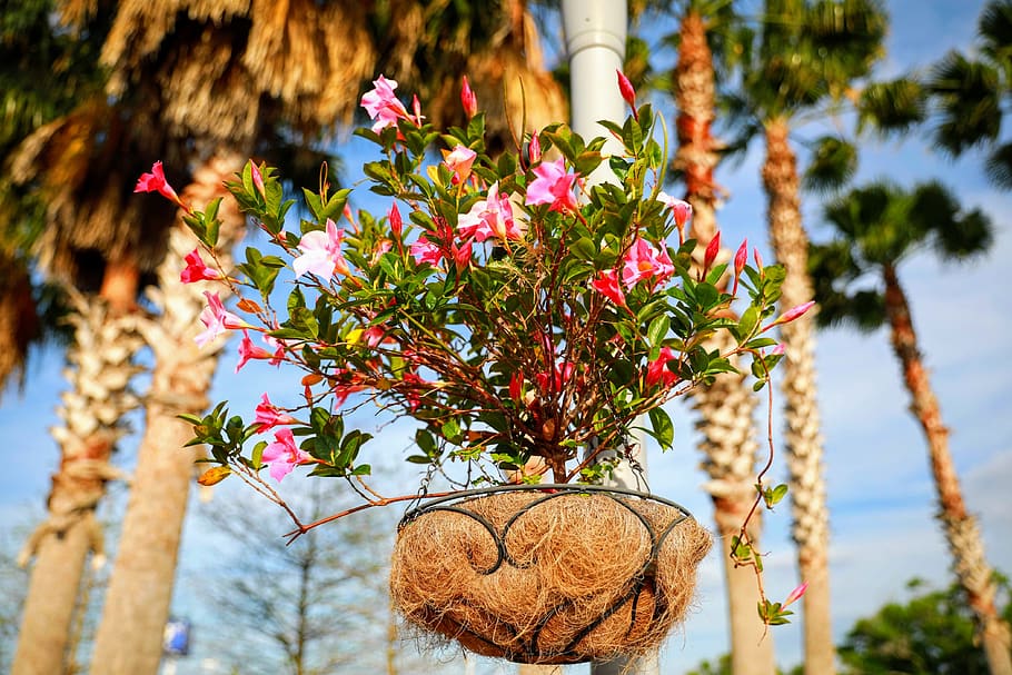 plant, tree, pottery, jar, vase, potted plant, outdoors, vegetation HD wallpaper