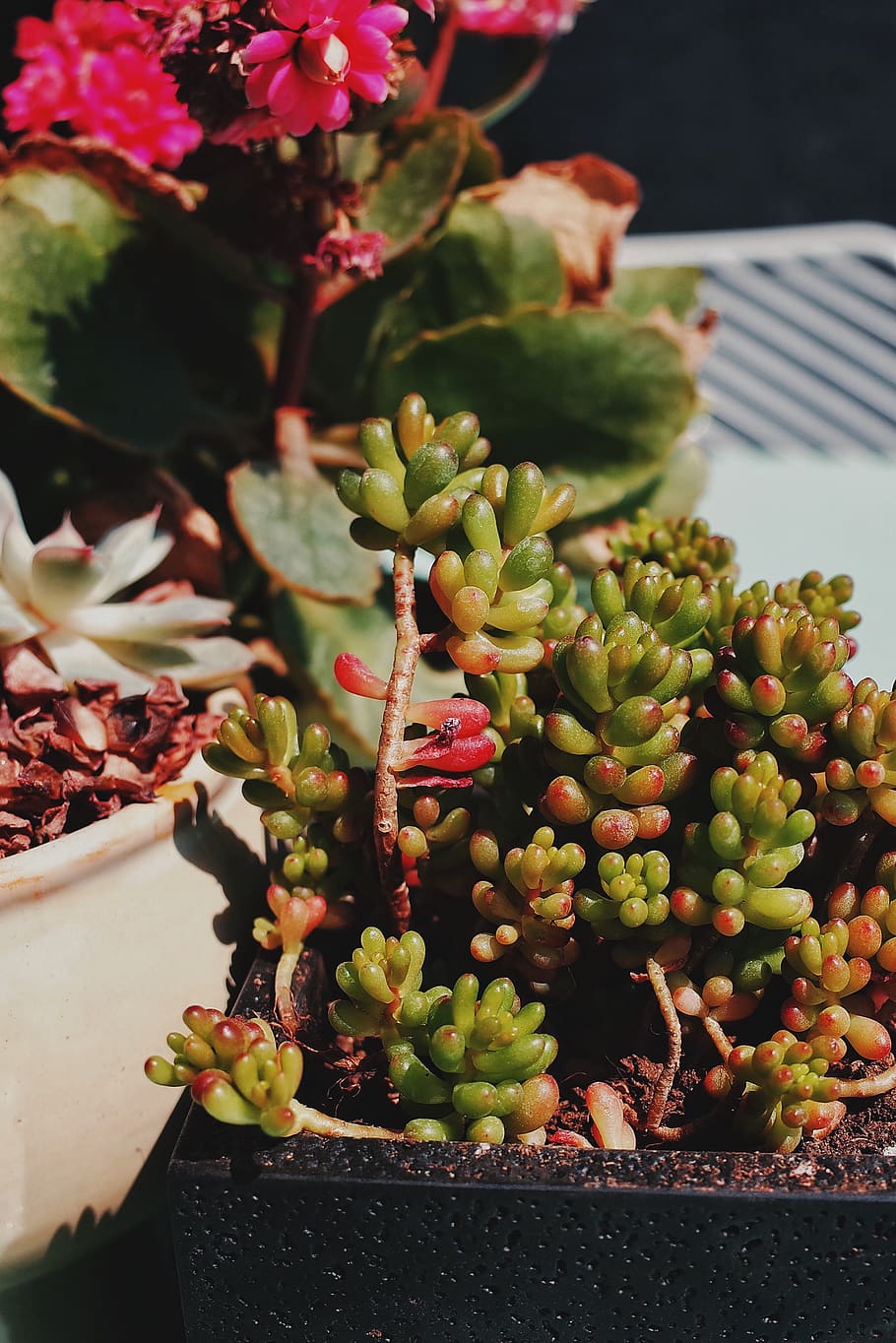 green succulents, plant, flower, blossom, pot, cactus, outdoors HD wallpaper