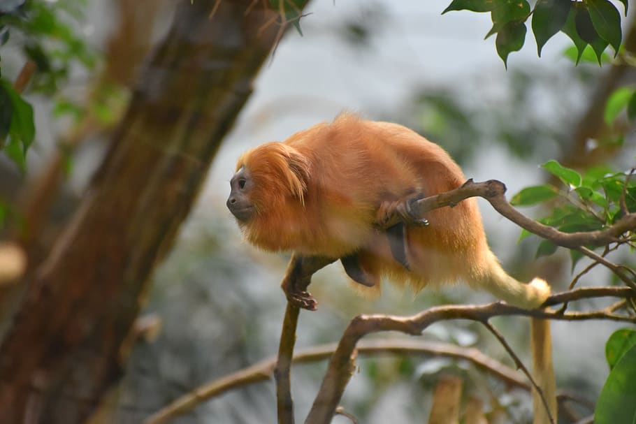 monkey, tree, animal, nature, animal world, mammal, cute, zoo HD wallpaper