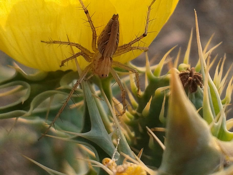 india, indore, close-up, plant, animal, invertebrate, animal wildlife HD wallpaper