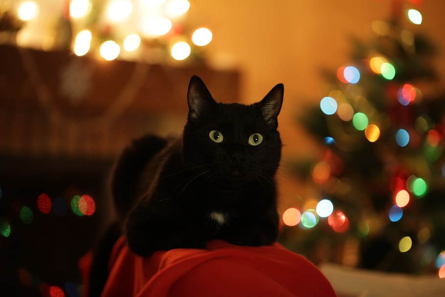 Cùng choàng ngợp trong những bức hình nền Giáng sinh với phong cách độc đáo của chú mèo Kitty. Những hình ảnh vui nhộn và rực rỡ của lễ hội sẽ cùng Kitty tạo nên sự kì diệu và tràn đầy niềm vui cho bạn và những người thân yêu.