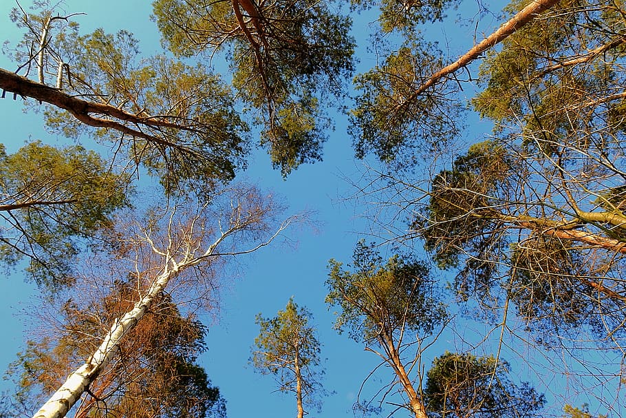 tree, nature, forest, landscape, winter, plant, low angle view HD wallpaper