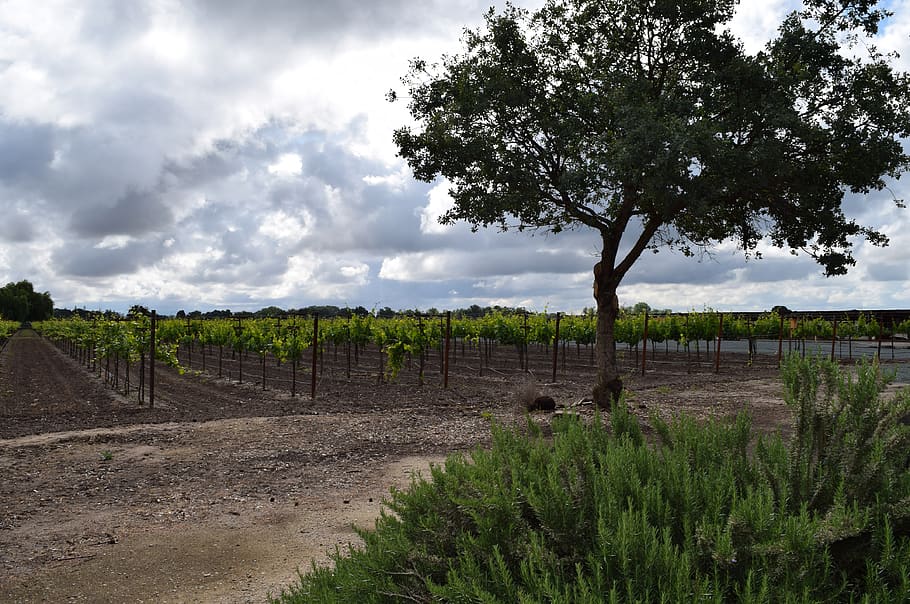 vineyard, grapes, wine, winery, field, tree, plant, sky, cloud - sky HD wallpaper