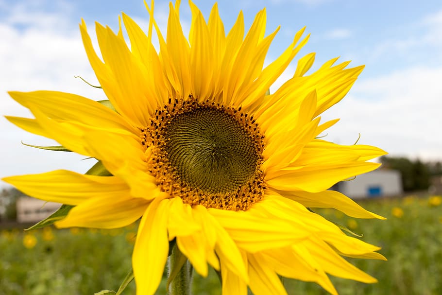 switzerland, flowering plant, yellow, freshness, beauty in nature HD wallpaper