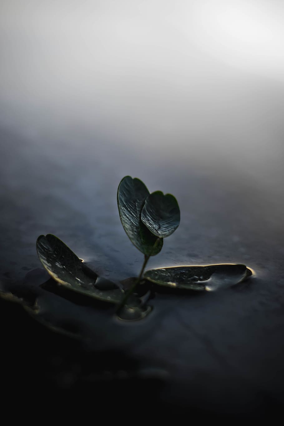 Green Ovate Leaf Plant, blur, daylight, leaves, water, wet, no people HD wallpaper
