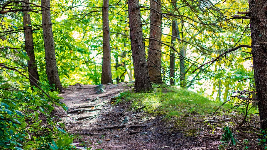 nature, forest, landscape, trees, mood, atmospheric, outdoors HD wallpaper