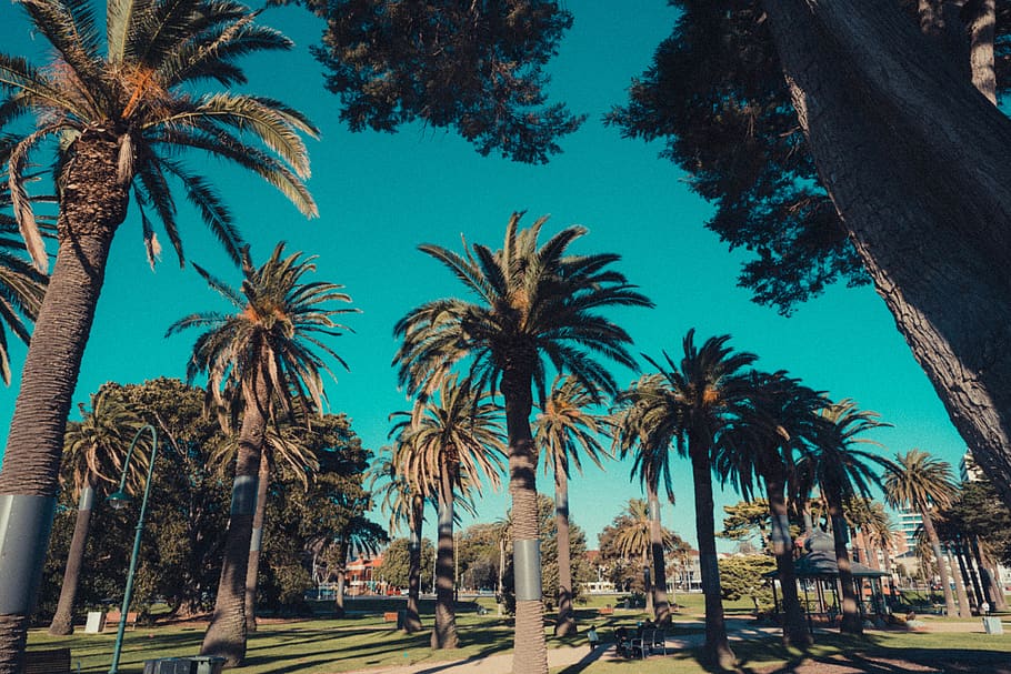 green palm leaf trees, palm tree, tropical climate, plant, tree trunk HD wallpaper