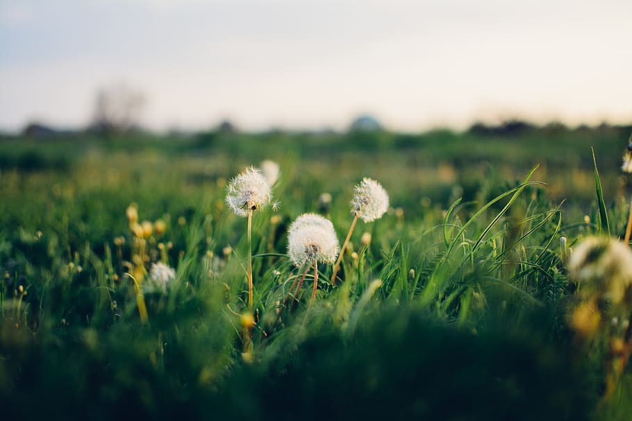 plant, selective focus, freshness, nature, flower, grass, land HD wallpaper