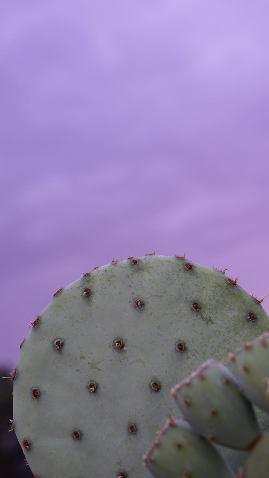 cactus, desert, susnset, dusk, purple, green, cacti, el paso, HD wallpaper