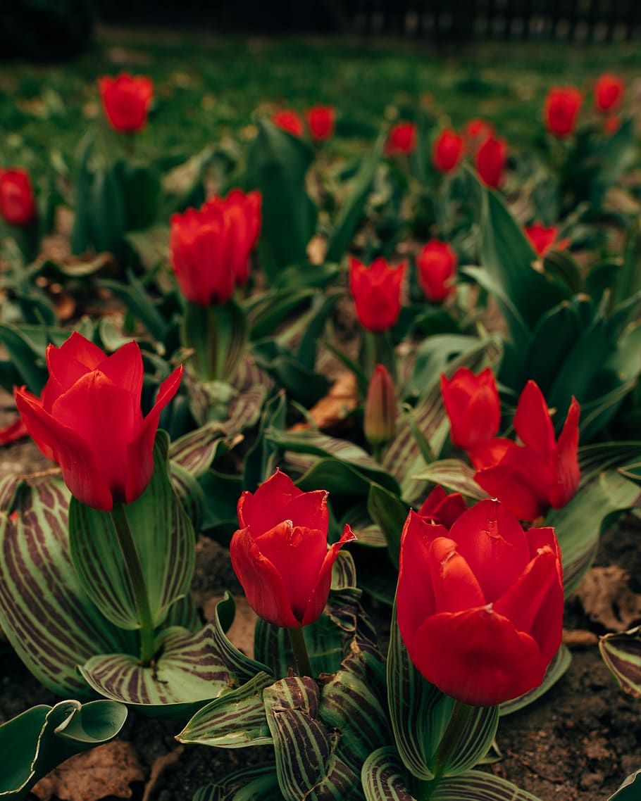 flower, flowering plant, beauty in nature, petal, freshness HD wallpaper